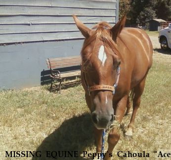 MISSING EQUINE Peppy`s Cahoula "Ace", Near mt. holly, NC, 28120
